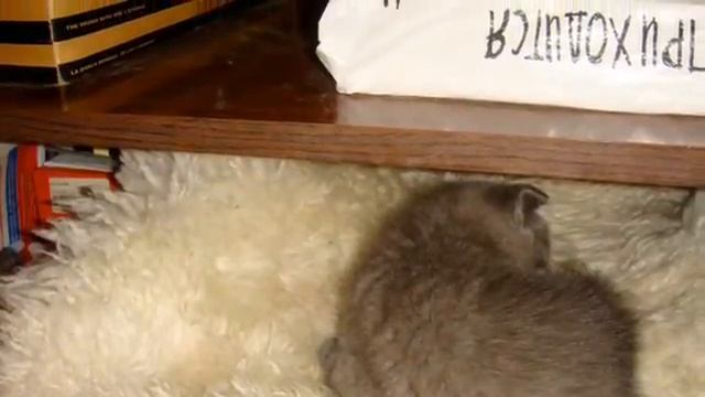 Мой кот детства умерший Томас смотреть онлайн