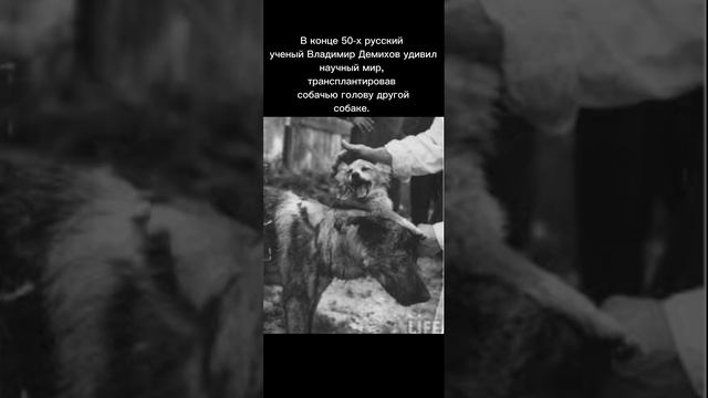 КОЛЛИ... #20193 #реки #рекомендации #хочувреки #рекомендацииютуб #проек смотреть онлайн