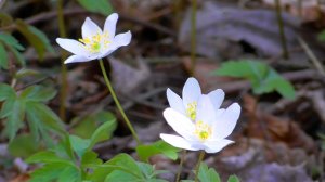 Звуки живой природы. Первоцветы. Пейзажи весны.