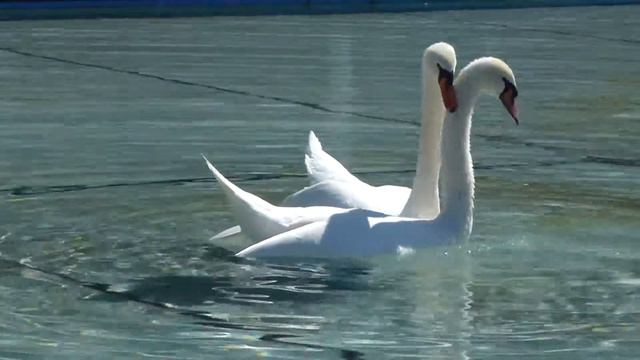 Лебеди - Swans смотреть онлайн