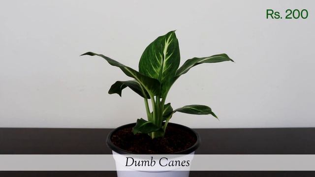 Indoor Plants and Planters for Home decor || Indoor plants haul || Low Maintenance Houseplants смотреть онлайн