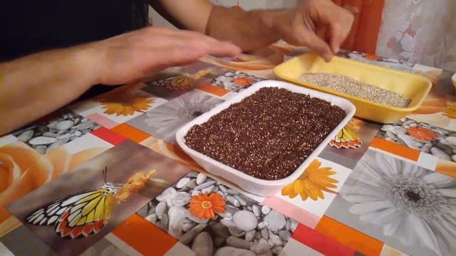 Алиссум- правильный посев семенами. смотреть онлайн