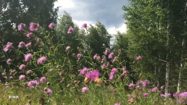 Какая Очаровательная МУЗЫКА и Красивые Берёзовые Рощи! смотреть онлайн