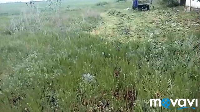 Суданка и люцерна на других участках. смотреть онлайн