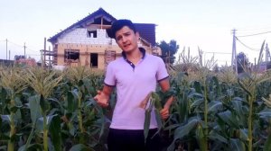 Как вырасти сахарную кукурузу в Поволжье. Сахарная кукуруза сорта Карамелло.