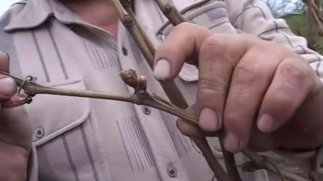 Технология выращивания винограда - Николай Сергеев смотреть онлайн