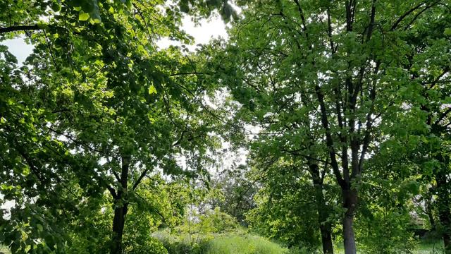 Фото природы против света. Вечерние фото слайд-шоу смотреть онлайн
