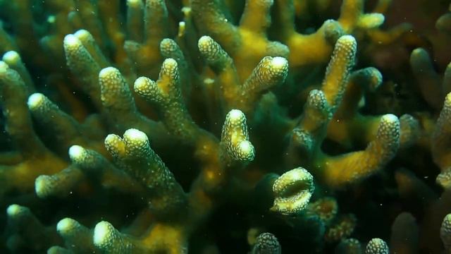 Успокаивающая музыка. Мир под водой. Ocean And Marine Life In 4K смотреть онлайн
