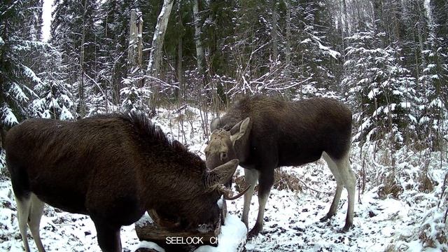 Фотоловушка SEELOCK S308W #5.4 \ Разговоры у солонца №5 смотреть онлайн