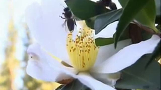 Сочи Дендрарий (2005 год) смотреть онлайн