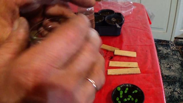 Пеларгония - от посева до посадки! смотреть онлайн