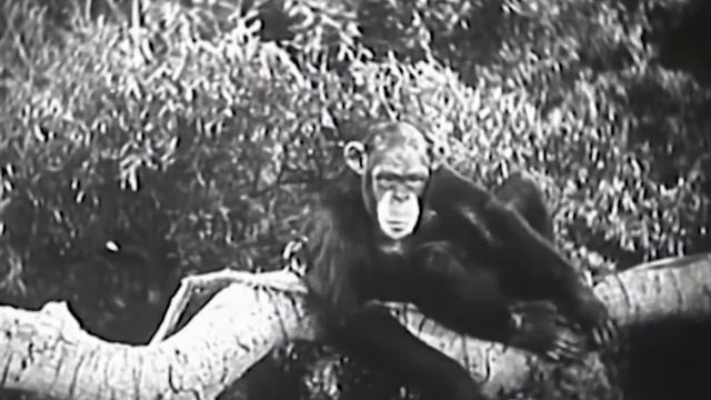 Jungle Bride (1933) Anita Page | Adventure, Crime | Full Movie | Subtitled смотреть онлайн