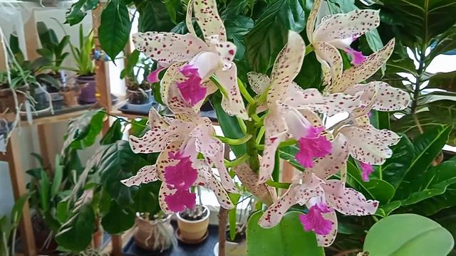 Cattleya Amethistoglossa, каттлея метр ростом