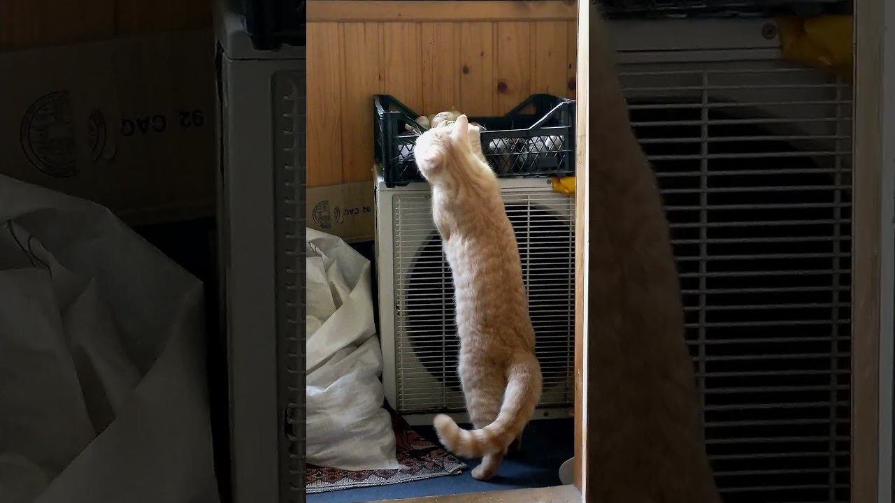 Котик и свекла!!! смотреть онлайн