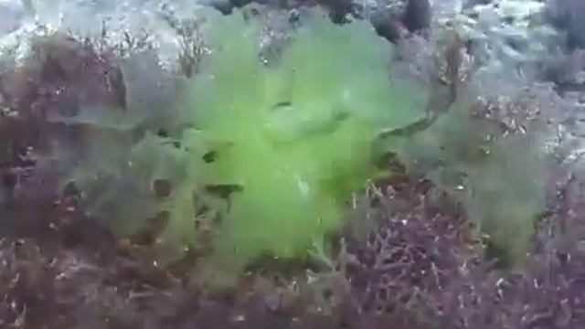 © Водоросли Черного моря Ульва смотреть онлайн