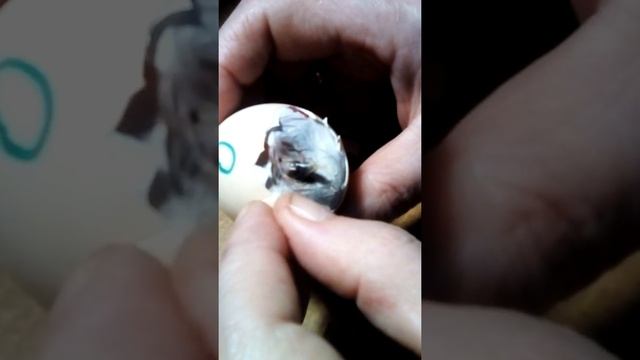 Как помочь цыпленку вылупиться из яйца смотреть онлайн