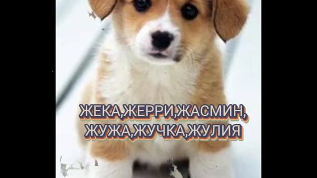 как назвать собаку,кошку. смотреть онлайн