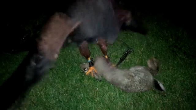 phoenix getting a full crop after a nites lamping смотреть онлайн