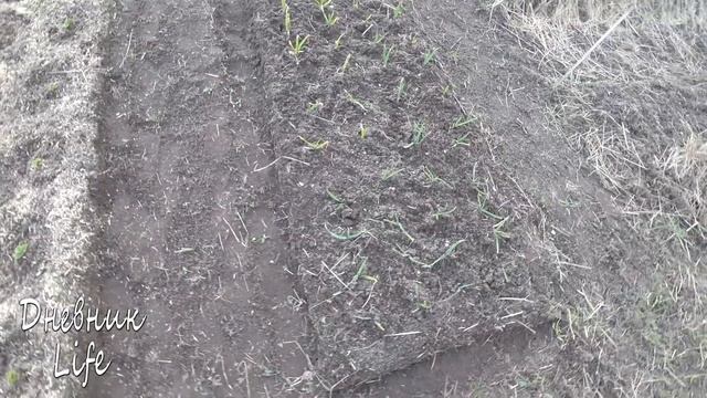 ДЕЛАЕМ ГРЯДКИ В ТЕПЛИЦЕ. ПОСАДИЛА ЦВЕТЫ, МЯТУ И СМОРОДИНУ. смотреть онлайн