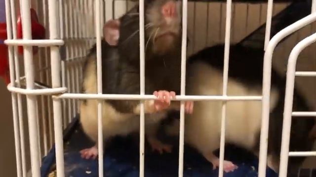 Угрозы крысы: если не выпустите, я перегрызу прутья клетки, последний раз предупреждаю? смотреть онлайн