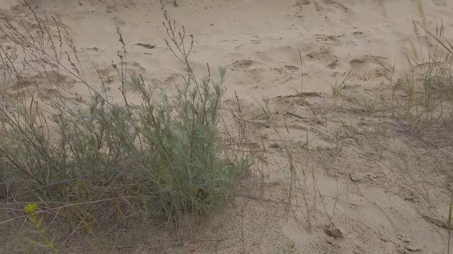 Грибов мало,рыбы нет,колбаски заморозили,ливень и комары кусают...ах как же нам это все нравится! смотреть онлайн