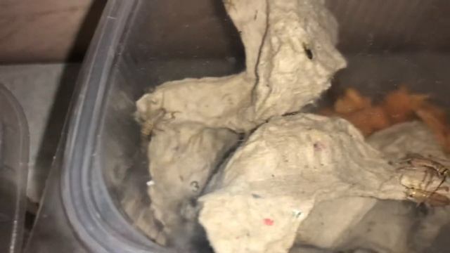 Домашние сверчки смотреть онлайн