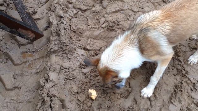 Собака прячет хлеб 2 смотреть онлайн
