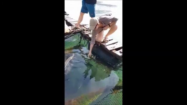 рыб глажу смотреть онлайн
