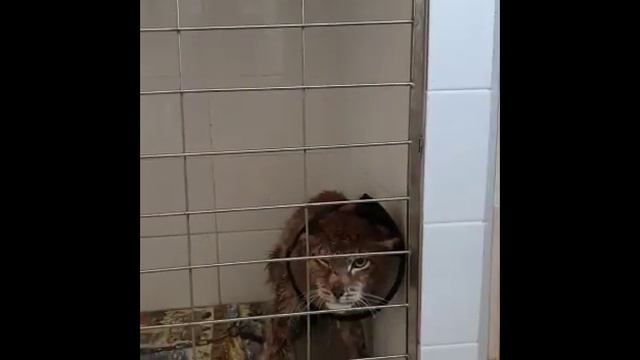 РЫСЬ ФИЛЯ В СТАЦИОНАРЕ БОНА КЭТИ смотреть онлайн