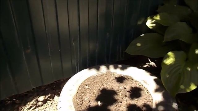 Размножение плетистой розы смотреть онлайн