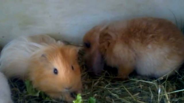 ДВА РЫЖИКА смотреть онлайн