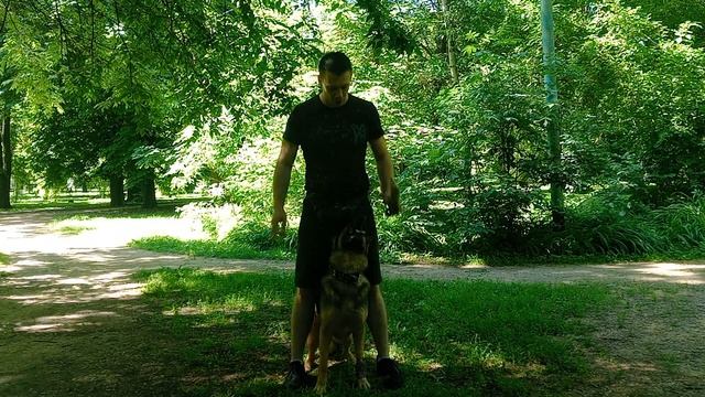 Немецкая овчарка Порода немецкая овчарка Дрессировка немецкой овчарки Как дрессировать овчарку смотреть онлайн