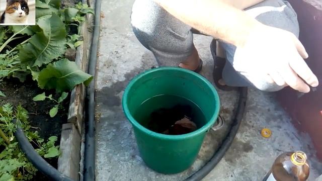 Чем подкормить смородину во время плодоношения Биогумус для смородины смотреть онлайн