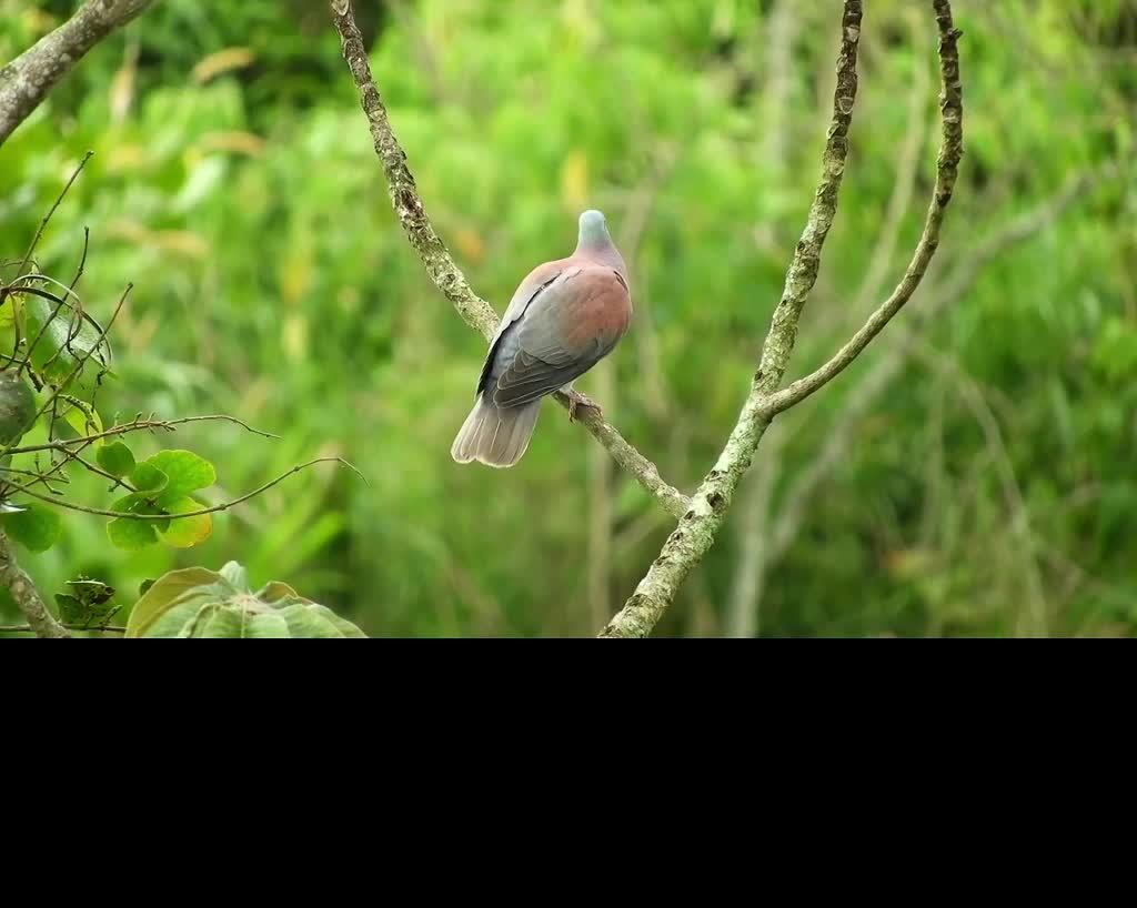 релаксинг музыка природа смотреть онлайн