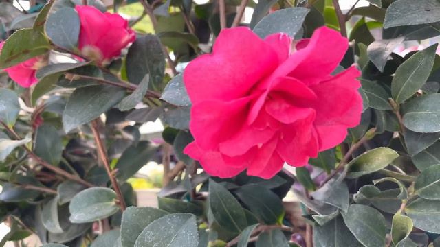 Camellia смотреть онлайн