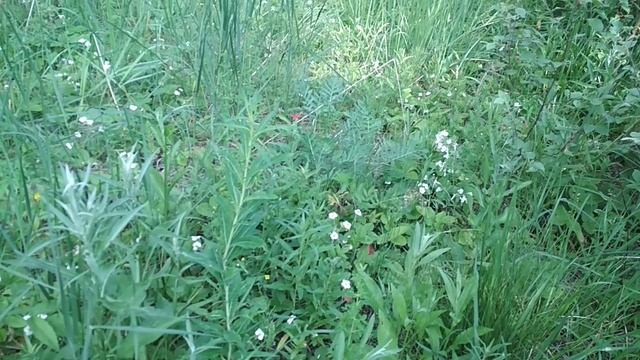 VID_20230620_082348.mp4 смотреть онлайн