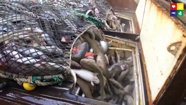 The SHOCKING truth about our dying oceans смотреть онлайн