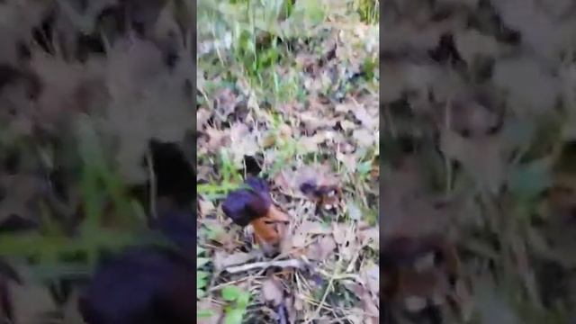 Сморчки/строчки/бараньи мозги???/ папа собрал грибов весенних смотреть онлайн