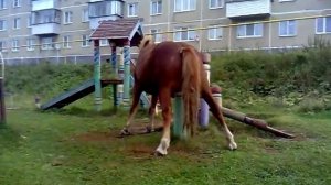 Лошадь Мастурбирует