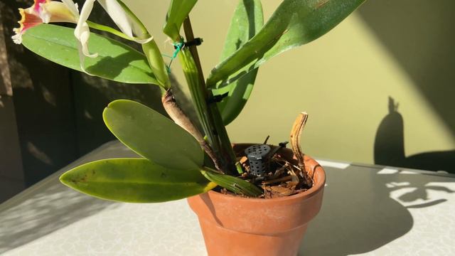 Show & Tell - Cattleya Blossfeldiana (rex X Luteola)