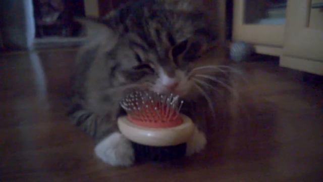 Мася любит расчесываться) смотреть онлайн