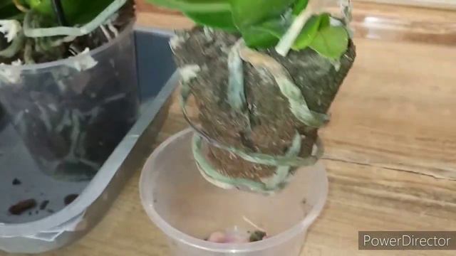 Три орхи из Ашана. Часть1 смотреть онлайн