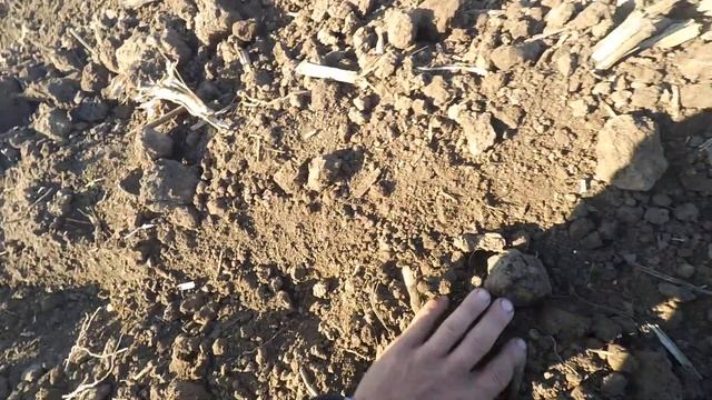 мтз 82 посів кукурузи фрутіс 2018 смотреть онлайн