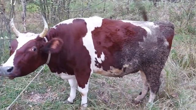 Красивые коровы, крестьянское (фермерское) хозяйство, домашние животные, природа смотреть онлайн