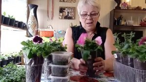 Петуния от А до Я