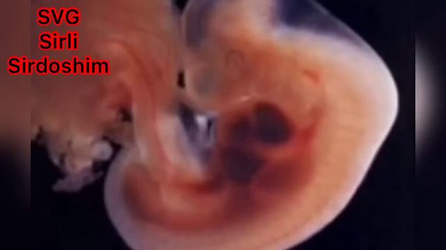 ХОМИЛАДОРЛИК 4-ХАФТАСИ ЖИНСИЙ АЛОКА МУМКИНМИ