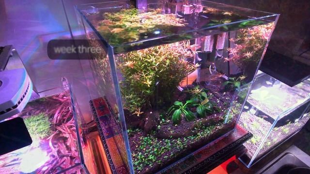 finding iguazu - echinodorus iguazu 2009 - first thirty days смотреть онлайн