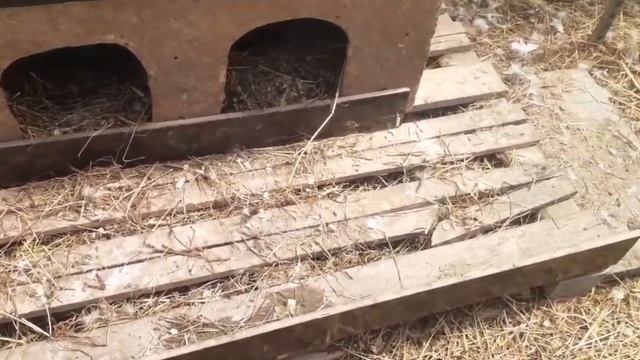 Выгулы и полезная подкормку для кур... смотреть онлайн