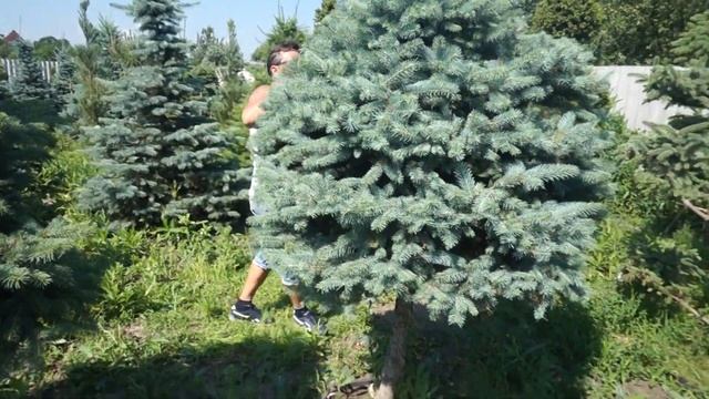 Ель на штамбе! Леденцы привет из детства смотреть онлайн