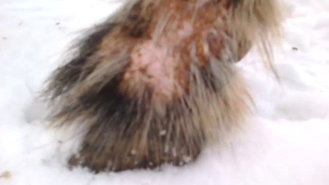 Демодекоз у коз - симптоматика , лечение . смотреть онлайн